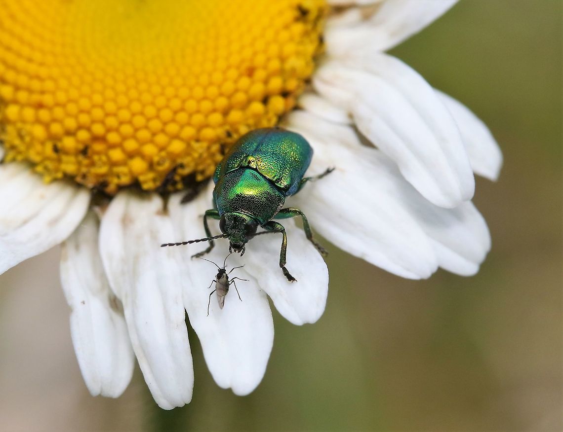 Cryptocephalus on dog daisy The Travis Bickle of beetle world &quot;You talking to me ? ..You talking to me?&quot; Cryptocephalus,Cumbria,Waitby Greenriggs