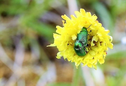 Cryptocephalus in Cats ear Lovely in the sun Cryptocephalus,Cumbria,Waitby Greenriggs,copulation