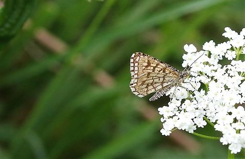 Latticed Heath Moth Only one seen in this lovely little nature reserve Chiasmia clathrata,Cumbria,Latticed heath,Waitby Greenriggs