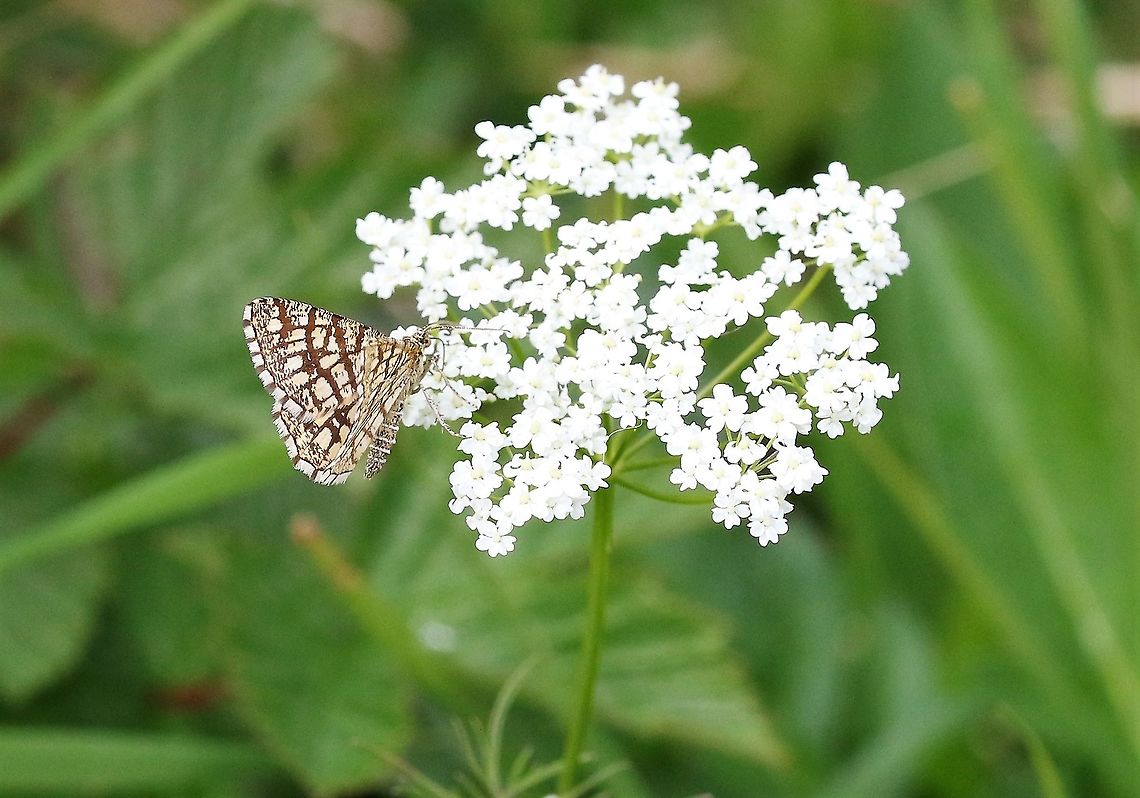 Latticed Heath Moth Bonnie little moth - flies and settles like a butterfly Chiasmia clathrata,Cumbria,Latticed heath,Waitby Greenriggs