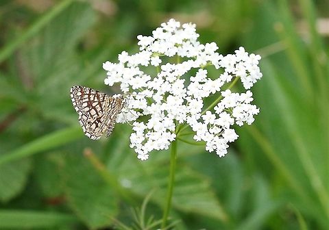 Latticed Heath Moth Bonnie little moth - flies and settles like a butterfly Chiasmia clathrata,Cumbria,Latticed heath,Waitby Greenriggs