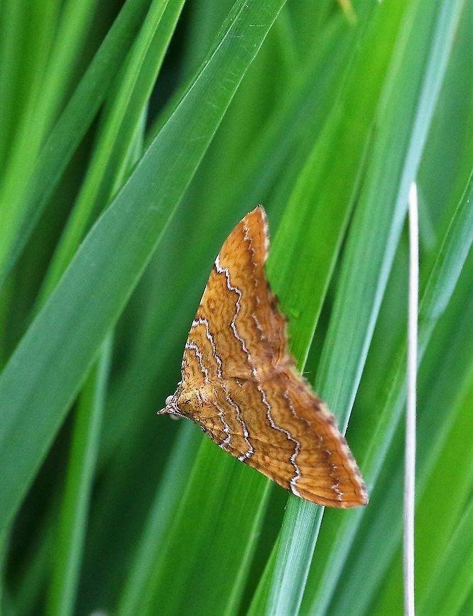 Yellow Shell moth One flying on a breezy bright day with heavy showers Camptogramma bilineata,Cumbria,Waitby Greenriggs,Yellow Shell