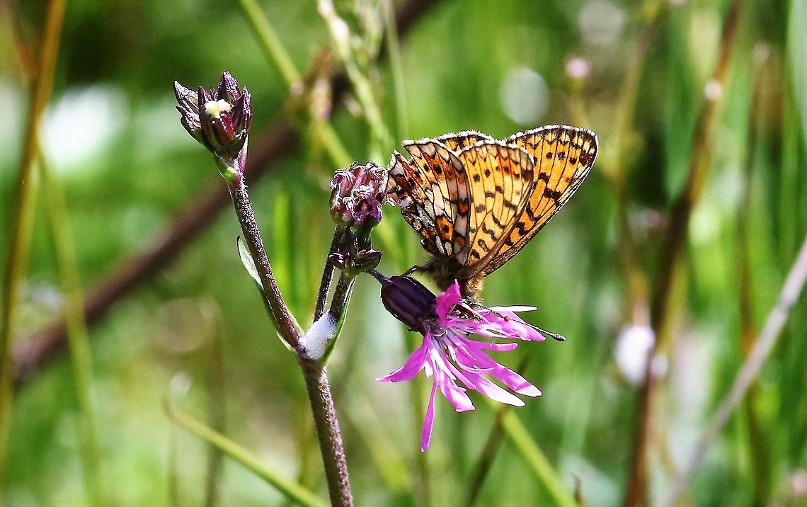 High Brown Fritillary Wonderful sunny day on the limestone pavement at Gait Barrows reserve Cumbria,Fabriciana adippe,Gait Barrows,High Brown Fritillary