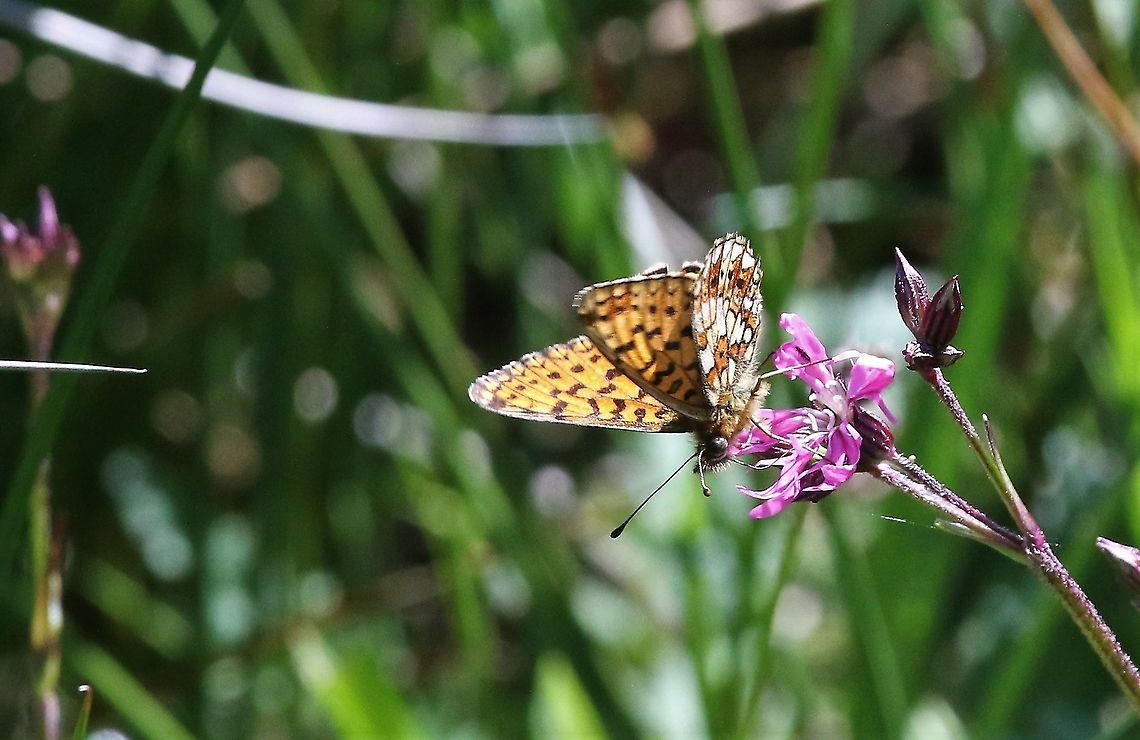 High Brown Fritillary Beautiful fritillary on the limestone pavement Cumbria,Fabriciana adippe,Gait Barrows,High Brown Fritillary