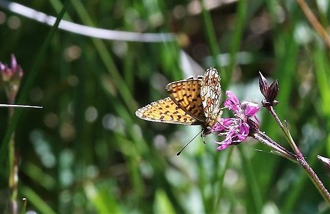 High Brown Fritillary Beautiful fritillary on the limestone pavement Cumbria,Fabriciana adippe,Gait Barrows,High Brown Fritillary