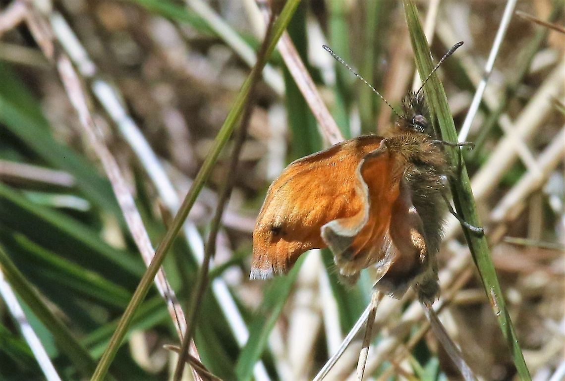 Large Skipper Pumping up its wings at approx. 600 metres Cumbria,Large Skipper,Ochlodes sylvanus,Swindale