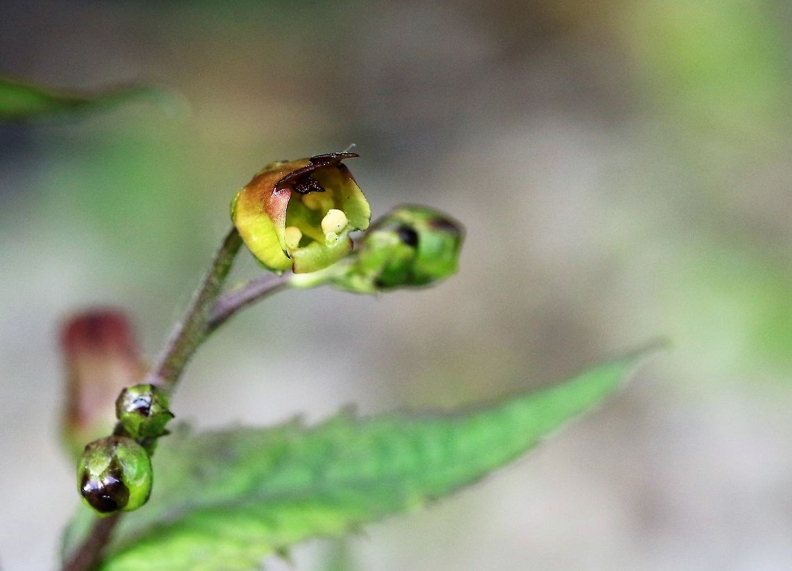 Figwort (common) Fairly common around here away from farmland Cumbria,Figwort,Scrophularia nodosa,Smardale