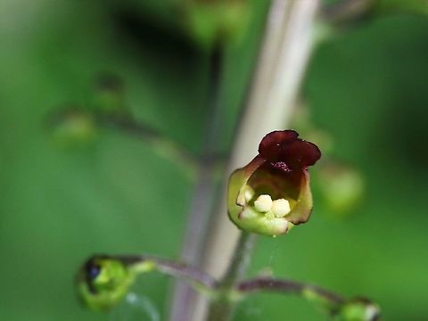 Figwort Generally found in Cumbria away from farmland Cumbria,Figwort,Scrophularia nodosa,Smardale
