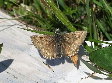 Dingy Skipper Flying fairly commonly on unimproved land Cumbria,Dingy skipper,Erynnis tages,Waitby Greenriggs