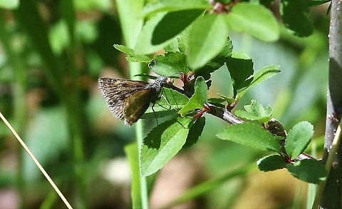 Dingy Skipper Flying on the limestone pavement and in the woodland Cumbria,Dingy skipper,Erynnis tages,Gait Barrows