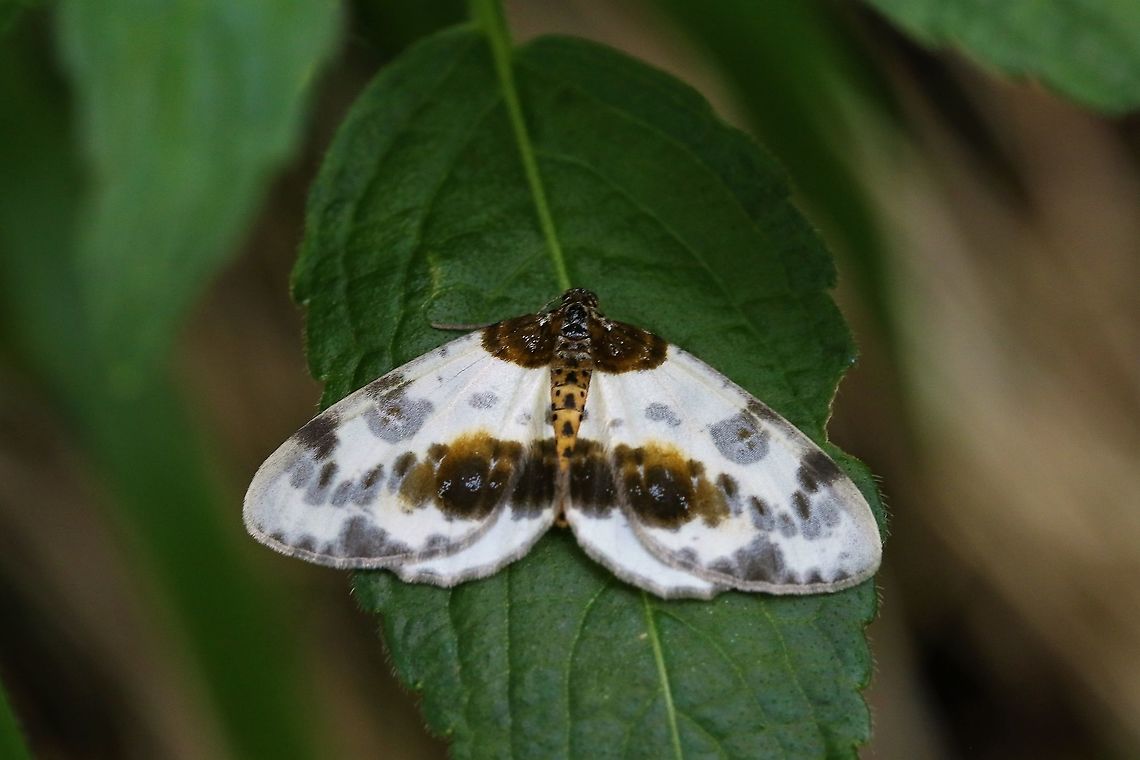 Clouded Magpie This moth feeds on English Elm &amp; Wych Elm.  Saw several specimens in woodland.  Very striking! Abraxas sylvata,Clouded Magpie,Cumbria,Smardale