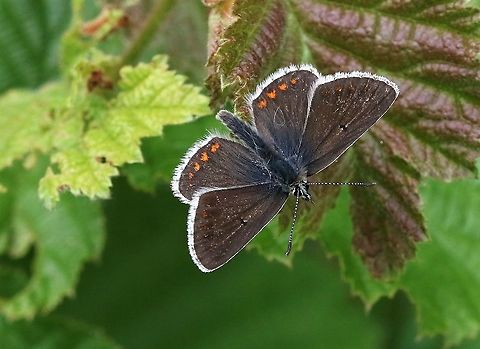 Northern Brown Argus Very active colony (50+ seen) on this nature reserve as the sun came out in the afternoon Aricia artaxerxes,Cumbria,Northern brown argus,Smardale