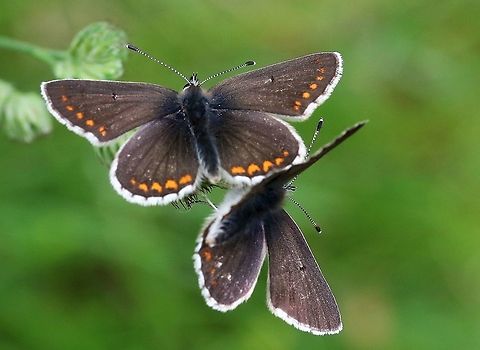 Northern Brown Argus Active colony (50+ seen) on this nature reserve as the sun came out in the afternoon Aricia artaxerxes,Cumbria,Northern brown argus,Smardale