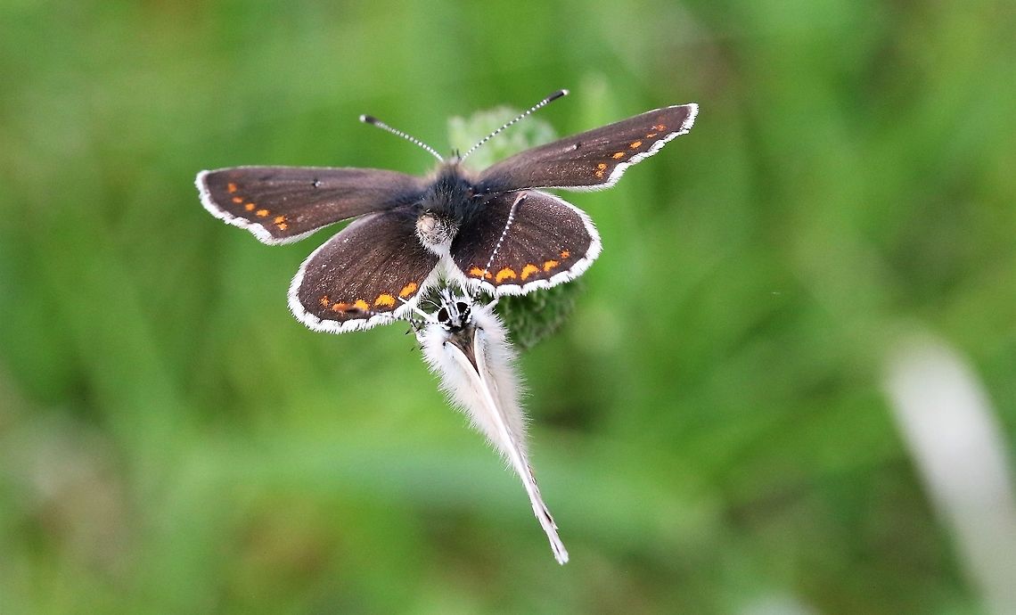 Northern Brown Argus Active colony (50+ seen) on this nature reserve as the sun came out in the afternoon Aricia artaxerxes,Cumbria,Northern brown argus,Smardale