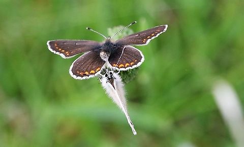 Northern Brown Argus Active colony (50+ seen) on this nature reserve as the sun came out in the afternoon Aricia artaxerxes,Cumbria,Northern brown argus,Smardale