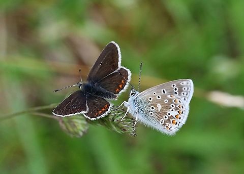 Northerm Brown Argus Active colony (50+ seen) on this nature reserve as the sun came out in the afternoon Aricia artaxerxes,Cumbria,Northern brown argus,Smardale