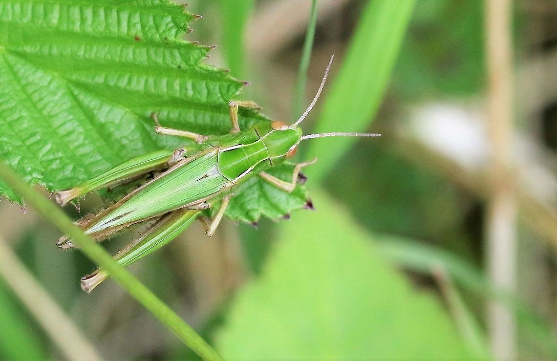 Common Green Grasshopper Plenty in the grassland of this reserve Common Green Grasshopper,Cumbria,Omocestus viridulus,Smardale