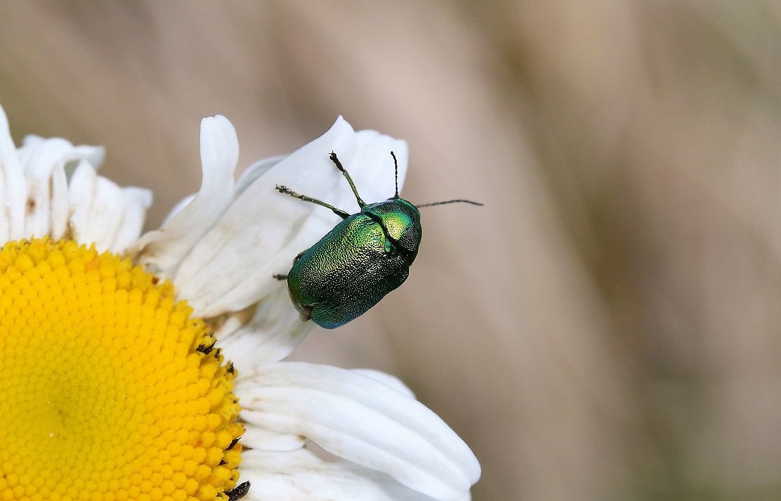 Cryptocephalus spp on Dog Daisy  Waitby Greenriggs,cumbria