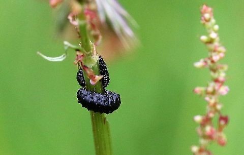 Green Dock Beetle Larvae In a hay meadow Cumbria,Gastrophysa viridula,Green Dock-Beetle (G. viridula),Kings Meaburn