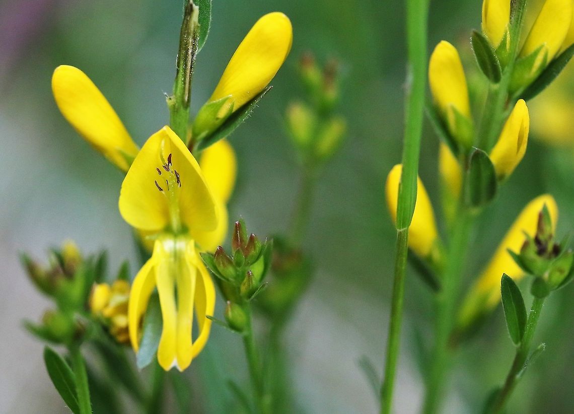 Dyer's Greenweed Still the same plant I first saw 35 years ago. Cumbria,Dyer's Greenweed,Genista tinctoria,Kings Meaburn