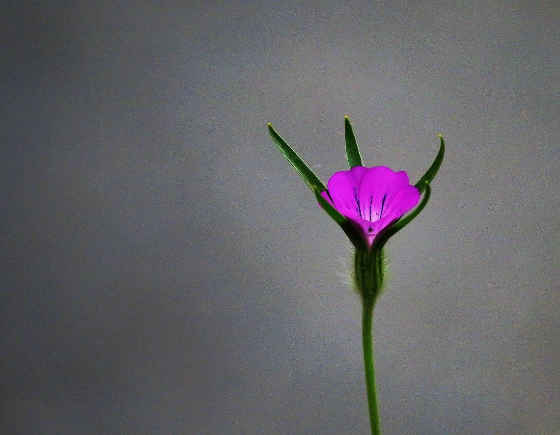 Corncockle Etherial light - eradicated from cereal fields as it contaminates the grain - not common!  Indeed decidedly rare! Agrostemma githago,Common Corncockle,Cumbria,Kings Meaburn