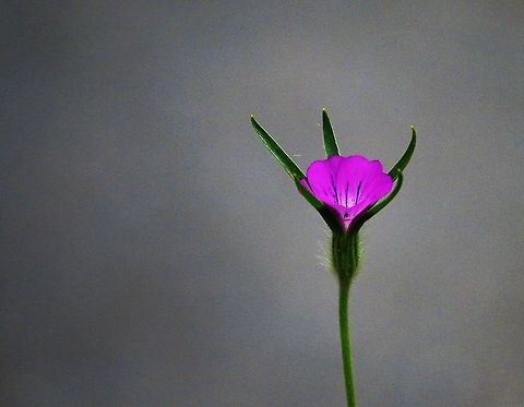 Corncockle Etherial light - eradicated from cereal fields as it contaminates the grain - not common!  Indeed decidedly rare! Agrostemma githago,Common Corncockle,Cumbria,Kings Meaburn