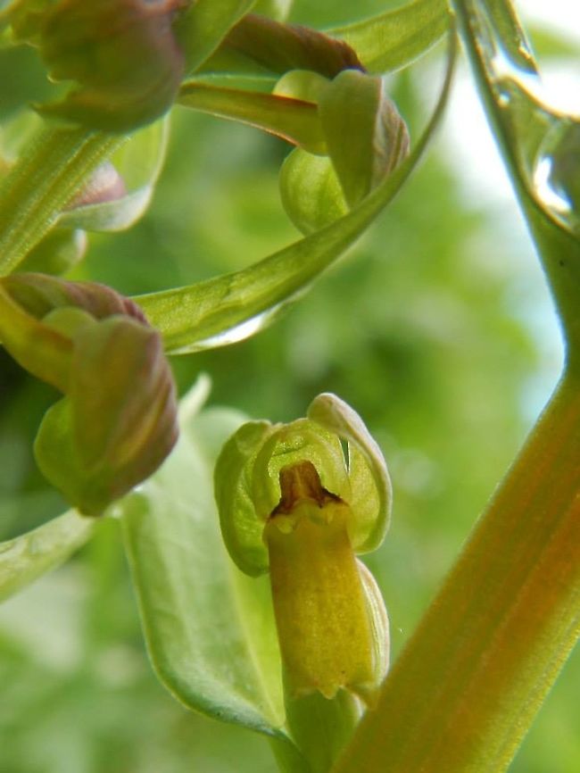 Frog Orchid Alas lost from the site about 4/5 years ago (rabbits) Coeloglossum viride,Cumbria,Frog orchid,Waitby Greenriggs