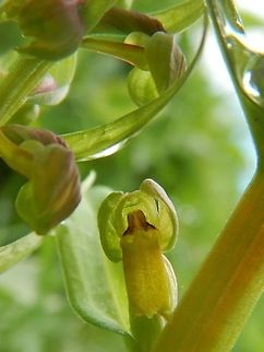 Frog Orchid Alas lost from the site about 4/5 years ago (rabbits) Coeloglossum viride,Cumbria,Frog orchid,Waitby Greenriggs