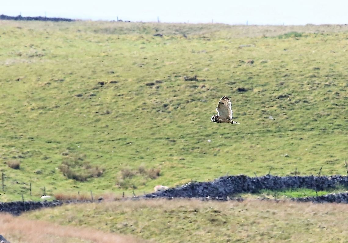 Short-eared Owl Driving from Cumbria into North Yorkshire today - magical bird, 1st I&#039;ve seen for about 25 years. Asio flammeus,Cumbria,Great Knoutberry Hill,Short-Eared Owl