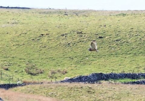 Short-eared Owl Driving from Cumbria into North Yorkshire today - magical bird, 1st I've seen for about 25 years. Asio flammeus,Cumbria,Great Knoutberry Hill,Short-Eared Owl