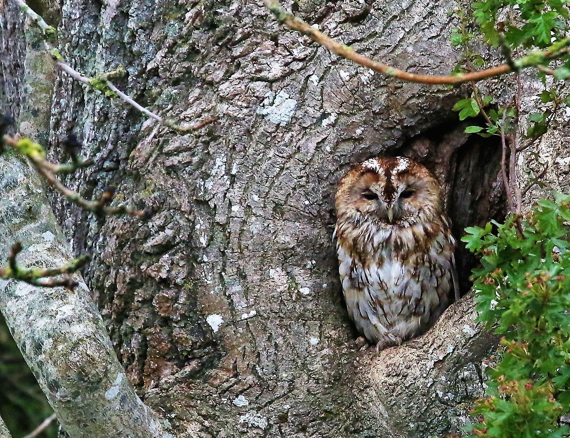 Tawny Owl Tawny Owl in it&#039;s usual tree, hiding in plain site by the river eden Cumbria,Strix aluco,Tawny  Owl