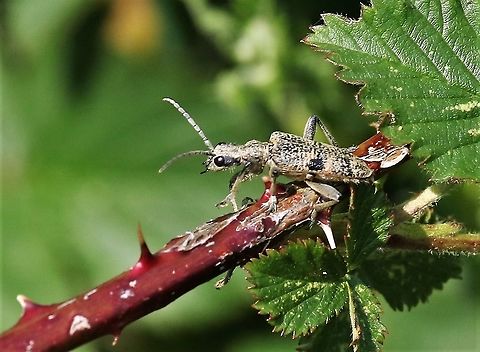 Black-spotted longhorn beetle Black-spotted longhorn beetle at Foulshaw Moss.  It was flying around the bramble - Thanks to Pudding4brains Black-spotted longhorn beetle,Cumbria,Foulshaw Moss,Rhagium mordax