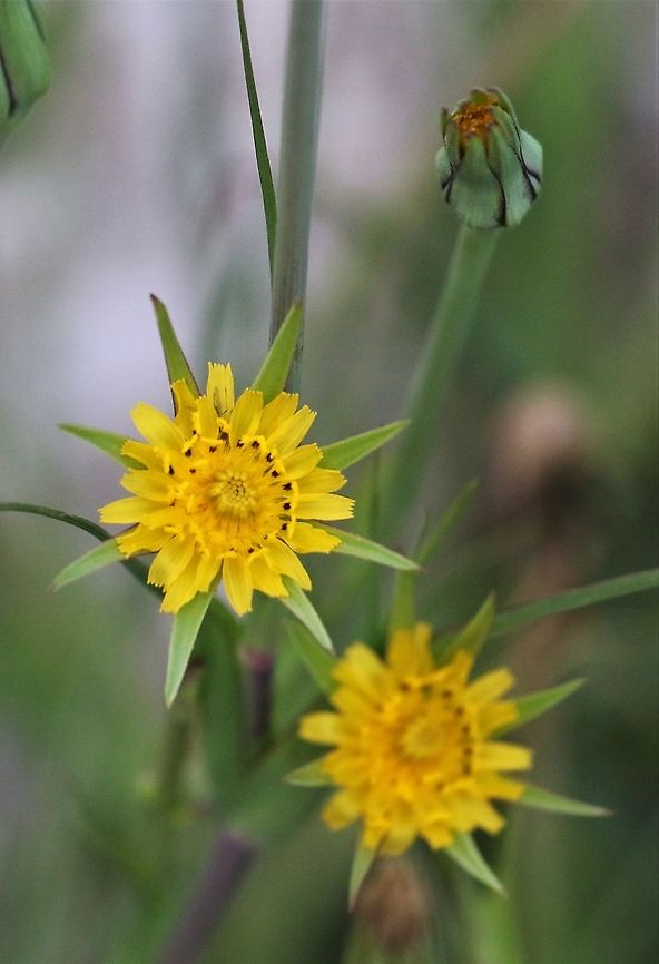 12 O'Clock Flower Also known as Jack go to bed at noon or Goats&#039;s Beard - found in the hay meadows and on road verges 12 O'Clock Flower,Cumbria,Kings Meaburn,Meadow salsify,Tragopogon pratensis