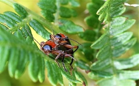 Soldier Beetles "enjoying" life Soldier Beetles all over in a frenzy of procreation Cantharis pellucida,Cumbria,Soldier Beetle,Swindale