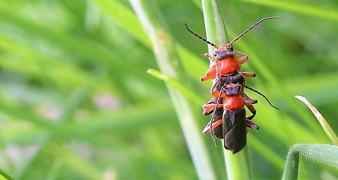 Soldier Beetles In Swindale Cantharis pellucida,Cumbria,Soldier Beetle,Swindale