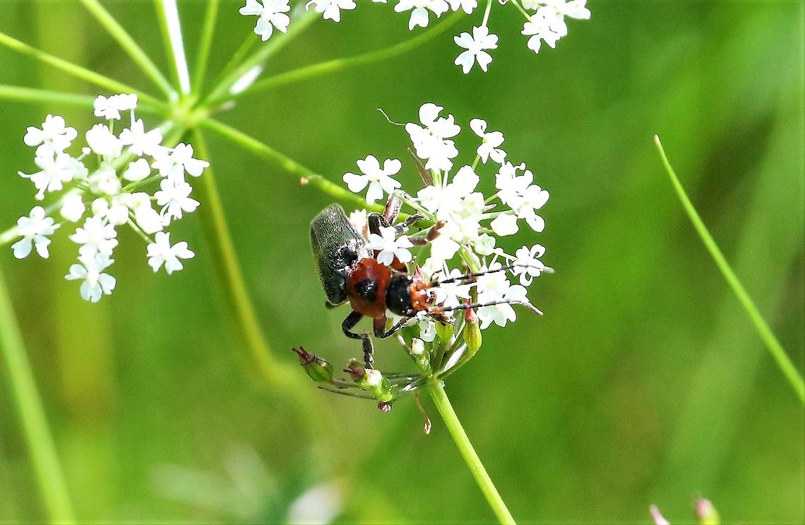 Soldier Beetle (rustic) Another Soldier beetle from Swindale Cantharis rustica,Cumbria,Rustic Sailor Beetle,Swindale