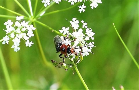 Soldier Beetle (rustic) Another Soldier beetle from Swindale Cantharis rustica,Cumbria,Rustic Sailor Beetle,Swindale