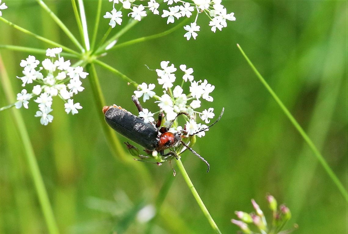 Soldier Beetle From Swindale Cantharis rustica,Cumbria,Rustic Sailor Beetle,Swindale