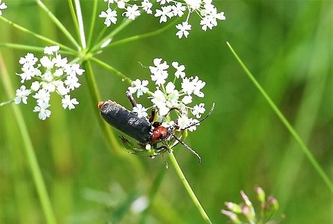 Soldier Beetle From Swindale Cantharis rustica,Cumbria,Rustic Sailor Beetle,Swindale