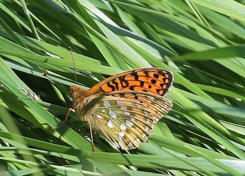 Dark Green Fritillary In a hay meadow in Swindale Argynnis aglaja,Cumbria,Dark Green Fritillary,Swindale