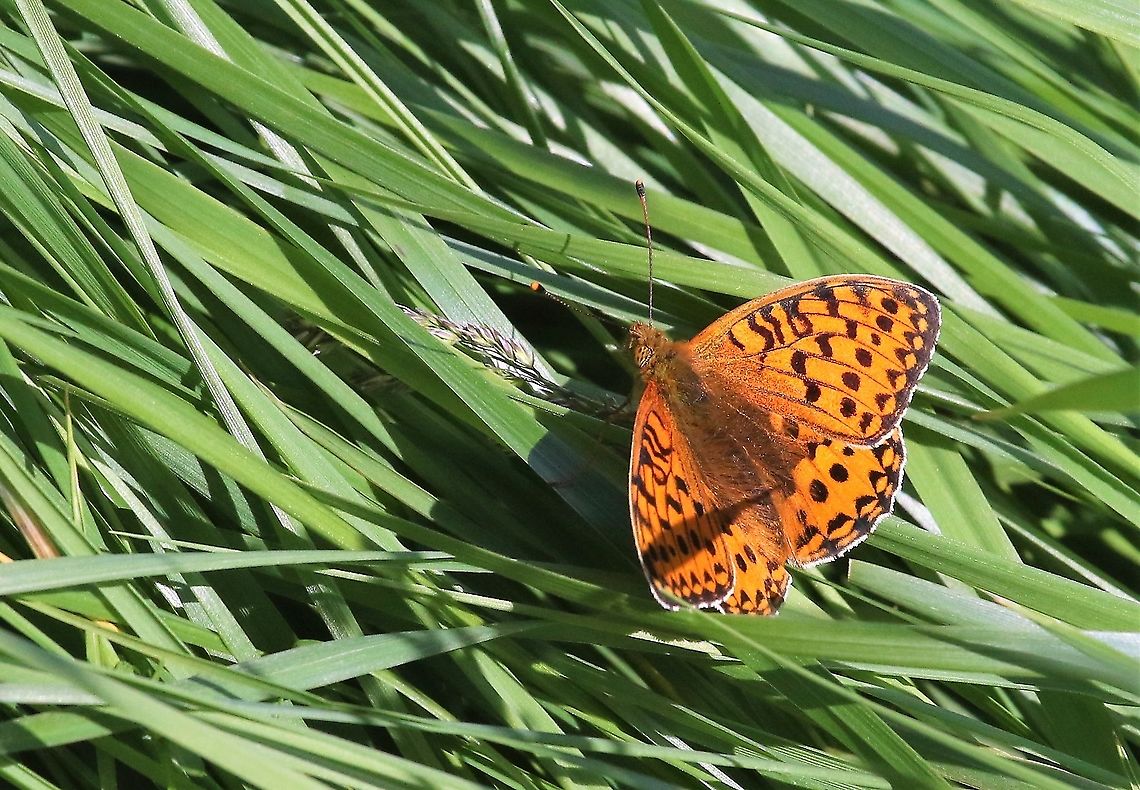 Dark Green Fritillary In a Swindale hay meadow Argynnis aglaja,Cumbria,Dark Green Fritillary,Swindale