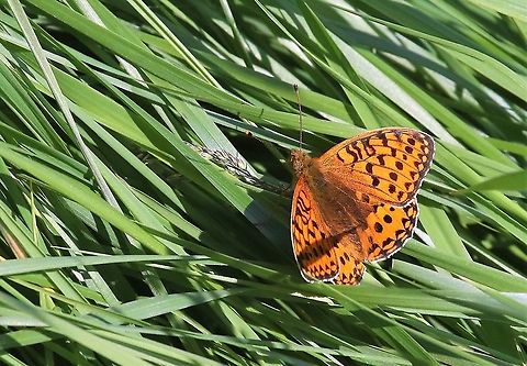 Dark Green Fritillary In a Swindale hay meadow Argynnis aglaja,Cumbria,Dark Green Fritillary,Swindale