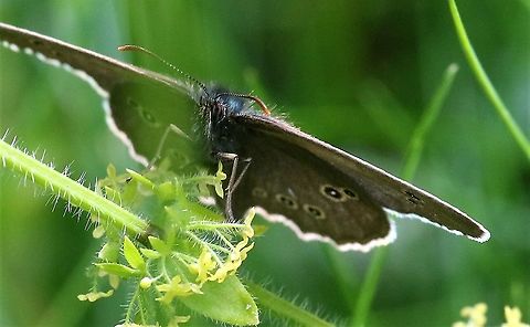 Ringlet Ringlet on crosswort Aphantopus hyperantus,Cumbria,Kings Meaburn,Ringlet