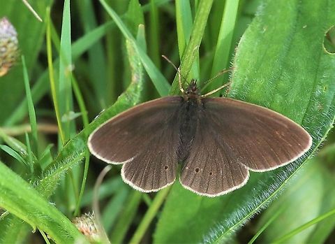Ringlet In grassland Aphantopus hyperantus,Cumbria,Kings Meaburn,Ringlet