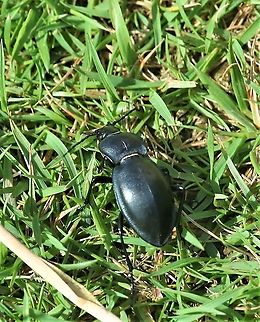 Violet Ground Beetle A fearsome predator of slugs and other invertebrates Carabus violaceus,Cumbria,Swindale,Violet Ground Beetle