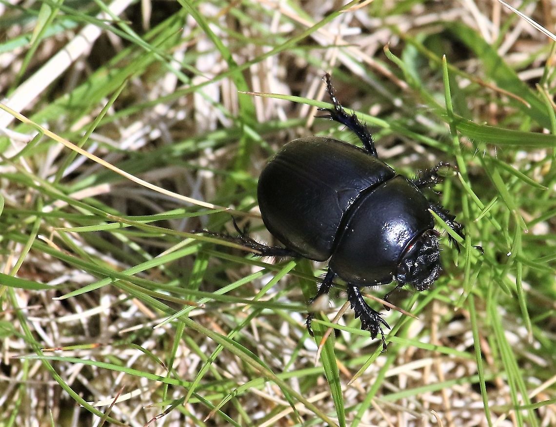 Dor Beetle A dung beetle found in Swindale Cumbria,Dor Beetle,Swindale,Trypocopris vernalis