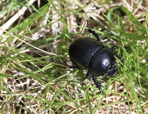 Dor Beetle A dung beetle found in Swindale Cumbria,Dor Beetle,Swindale,Trypocopris vernalis