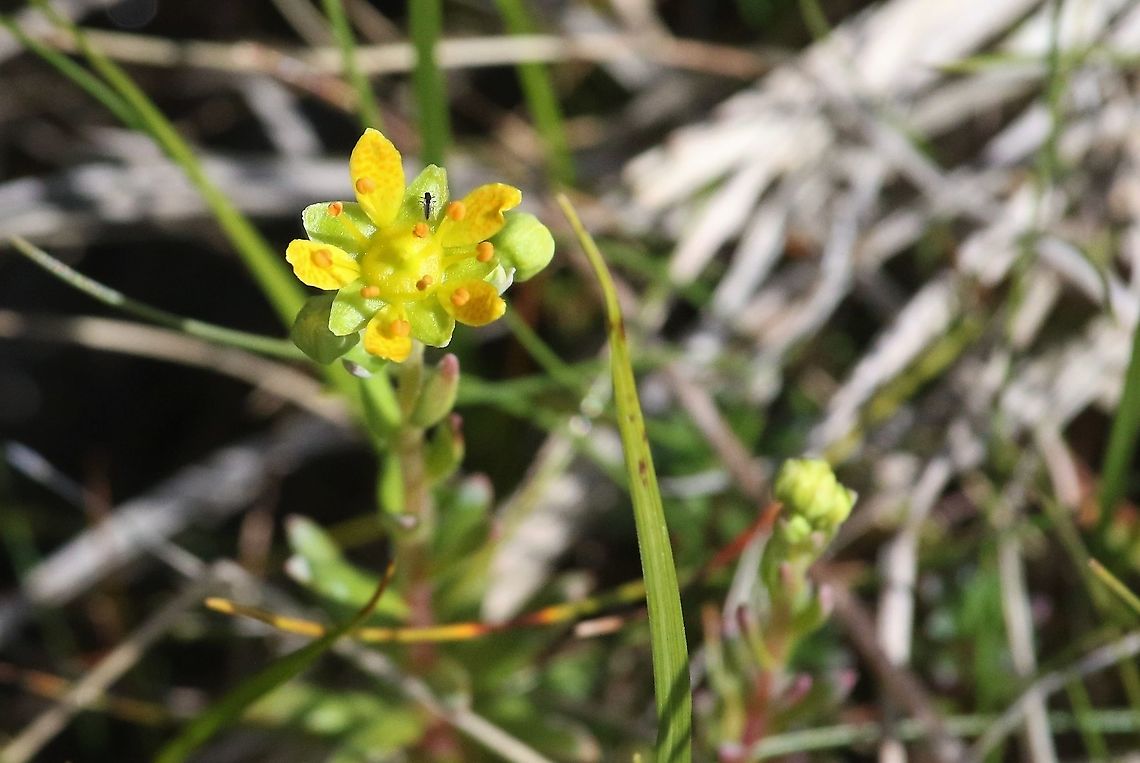 Yellow Mountain Saxifrage Up near the top of the dale in Swindale - small patch Saxifraga aizoides,Yellow Mountain Saxifrage