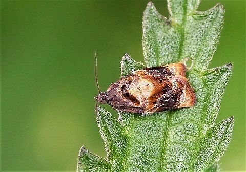 Ditula angustiorana (male) Hiding away from the rain on nettles Cumbria,Ditula angustiorana,Kings Meaburn,Red-barred Tortrix