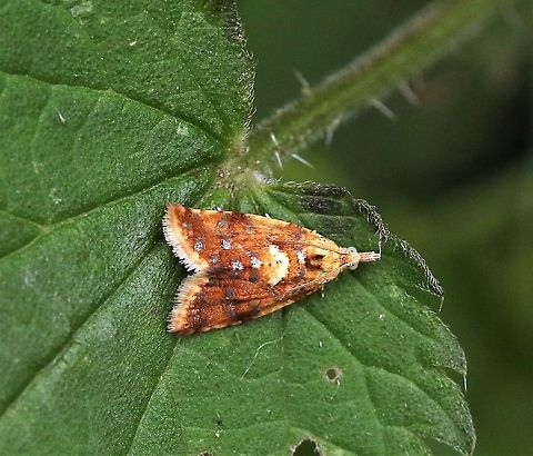 Pseudargyrotoza conwagana Another colourful little moth, again on nettles - this will suffer with the disaster of ash dieback which appears to kill up to 95% of ash trees Cumbria,Kings Meaburn,Pseudargyrotoza conwagana